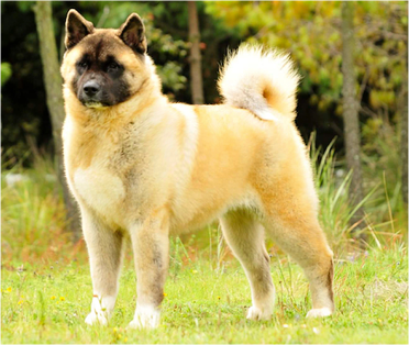 Akita Americano en México