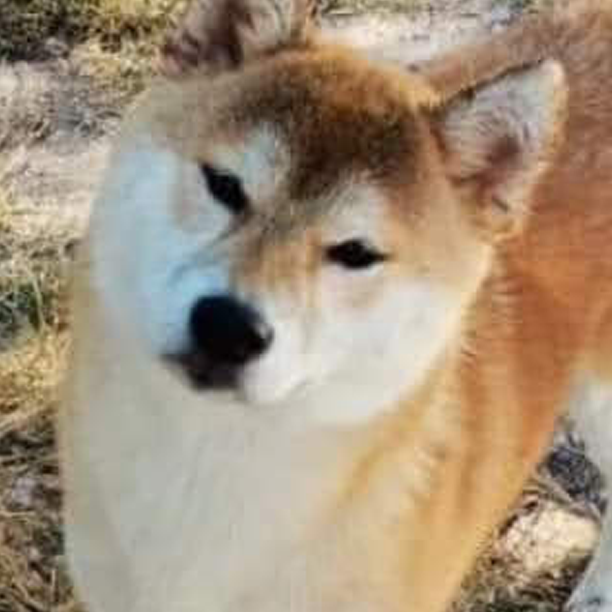 Origen del Shiba Inu